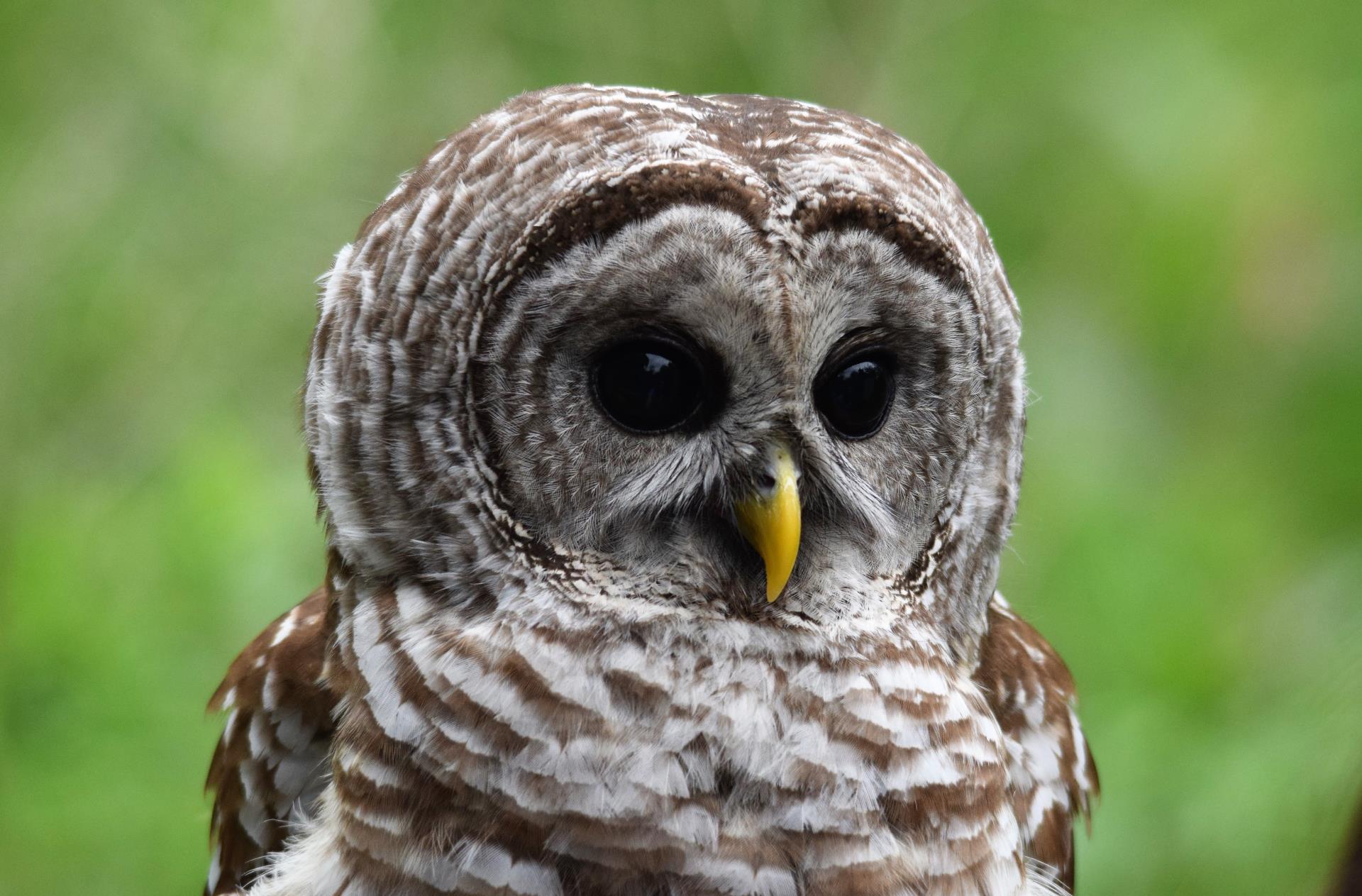 Barred Owl- Sundew